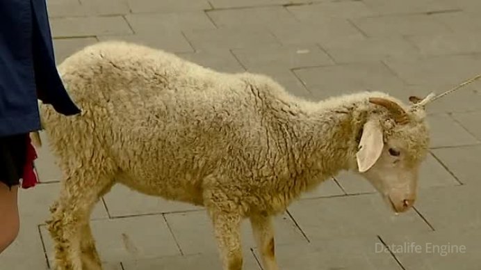 თელავში "მერობის კანდიდატად" ცხვარი წარადგინეს (+ ვიდეო)