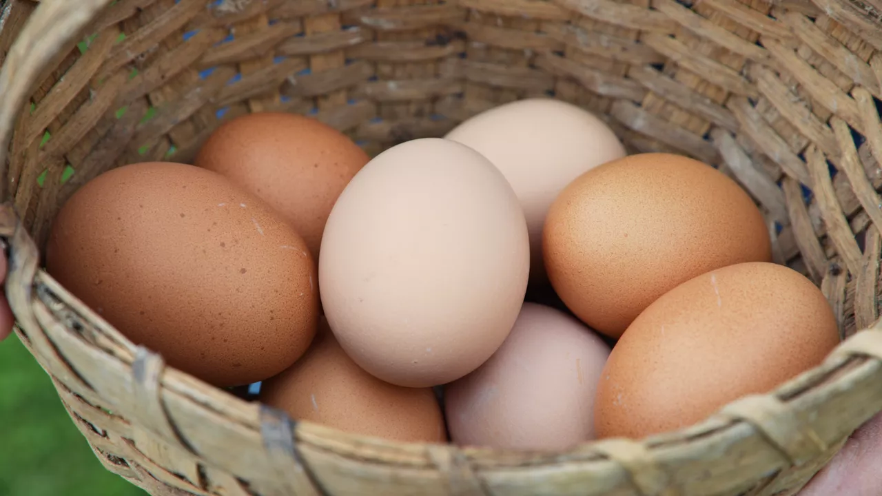 მკაცრი დიეტა საჭირო არ არის - გახდომაში კვერცხი დაგეხმარებათ: დადასტურებულია კვლევით