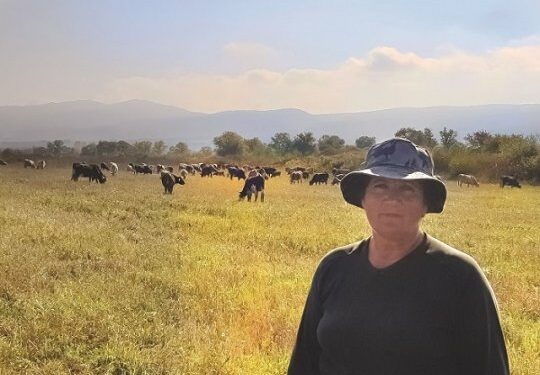 “70 ძროხას ვწველი და რძეს ვაბარებ, 70 ქათამი მყავს, ვამუშავებ მიწას…” – გაიცანით 63 წლის თიანეთელი ქალი, რომელიც უზარმაზარ მეურნეობას უძღვება