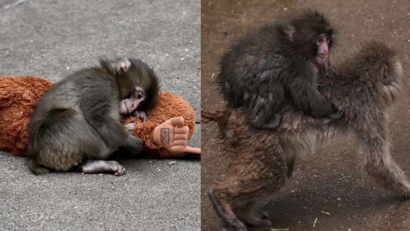 პანჩის შესახებ ახალი ინფორმაცია ვრცელდება